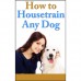 How To Housetrain Any Dog